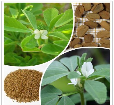 葫蘆巴提取物廠家直銷——天然香料優選，源自中國西安斯諾特